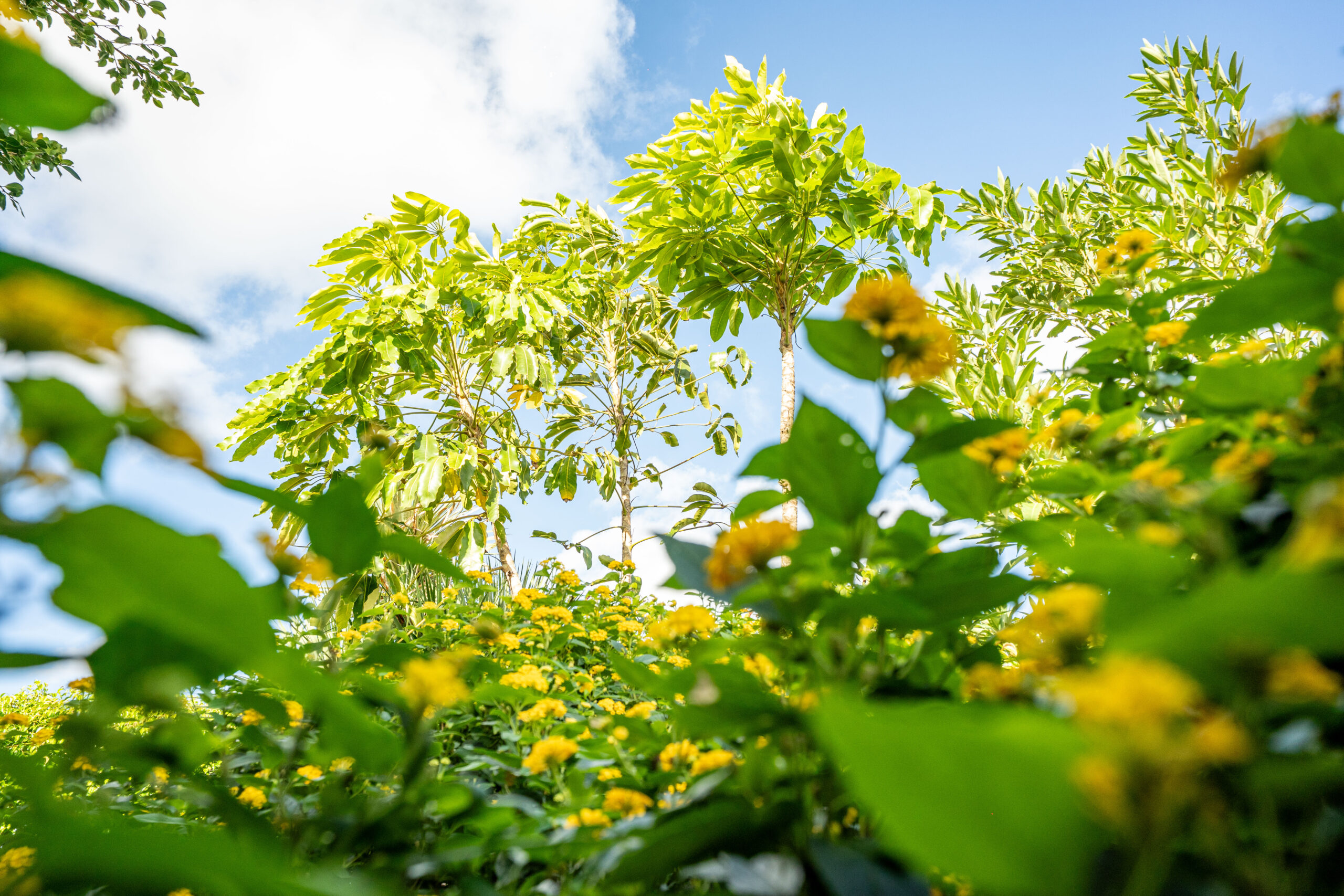 Jardines Casas Loli (16)