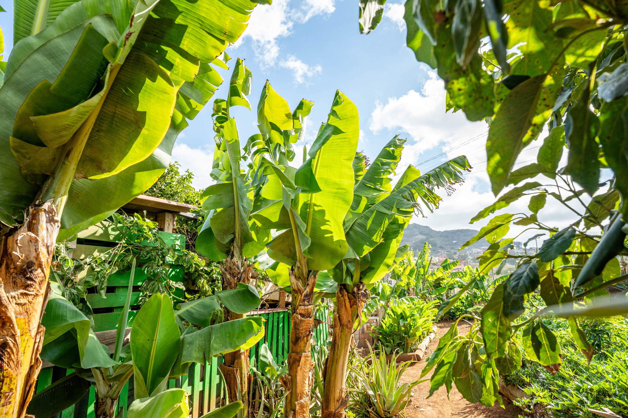 Jardines Casas Loli (23)