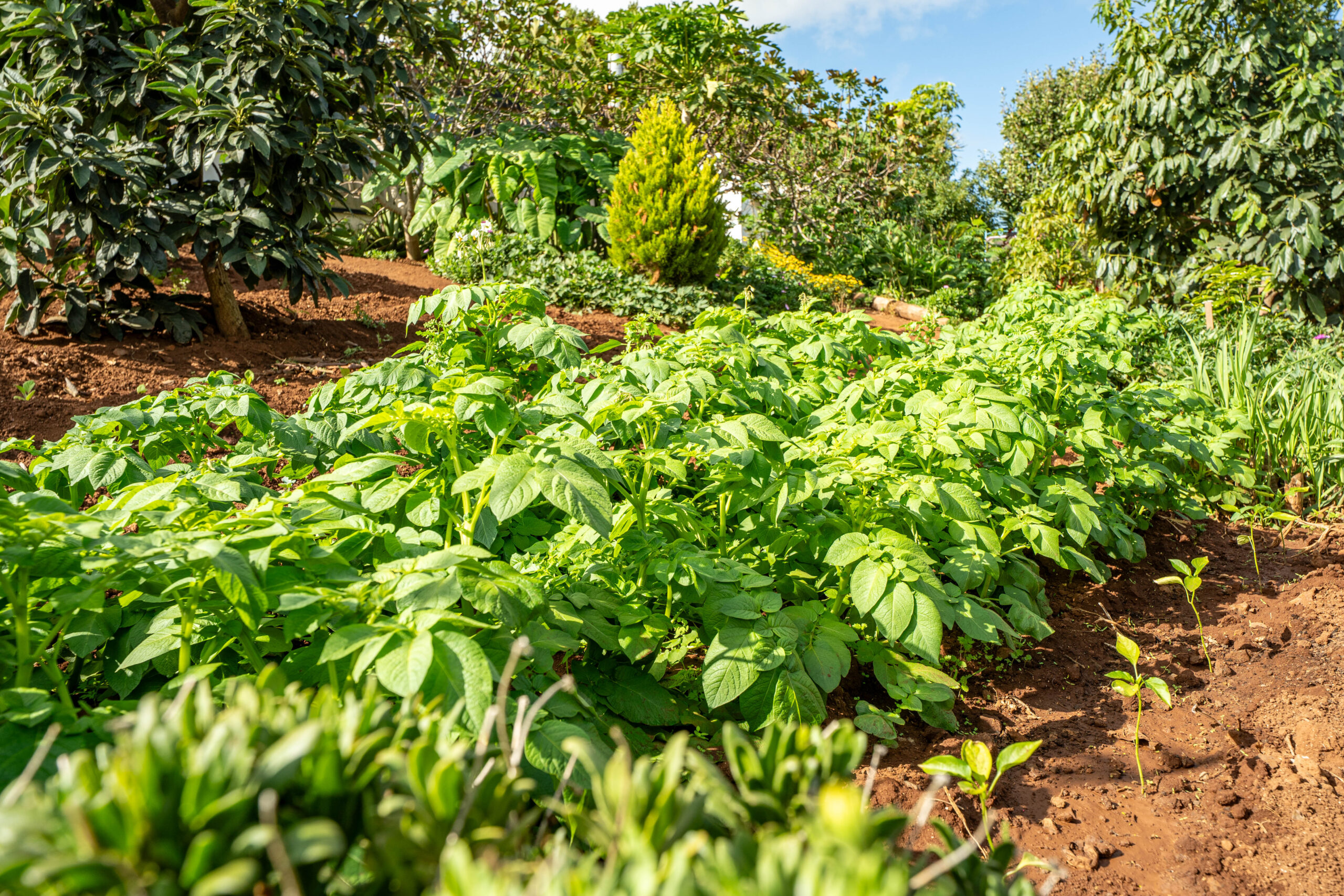 Jardines Casas Loli (24)