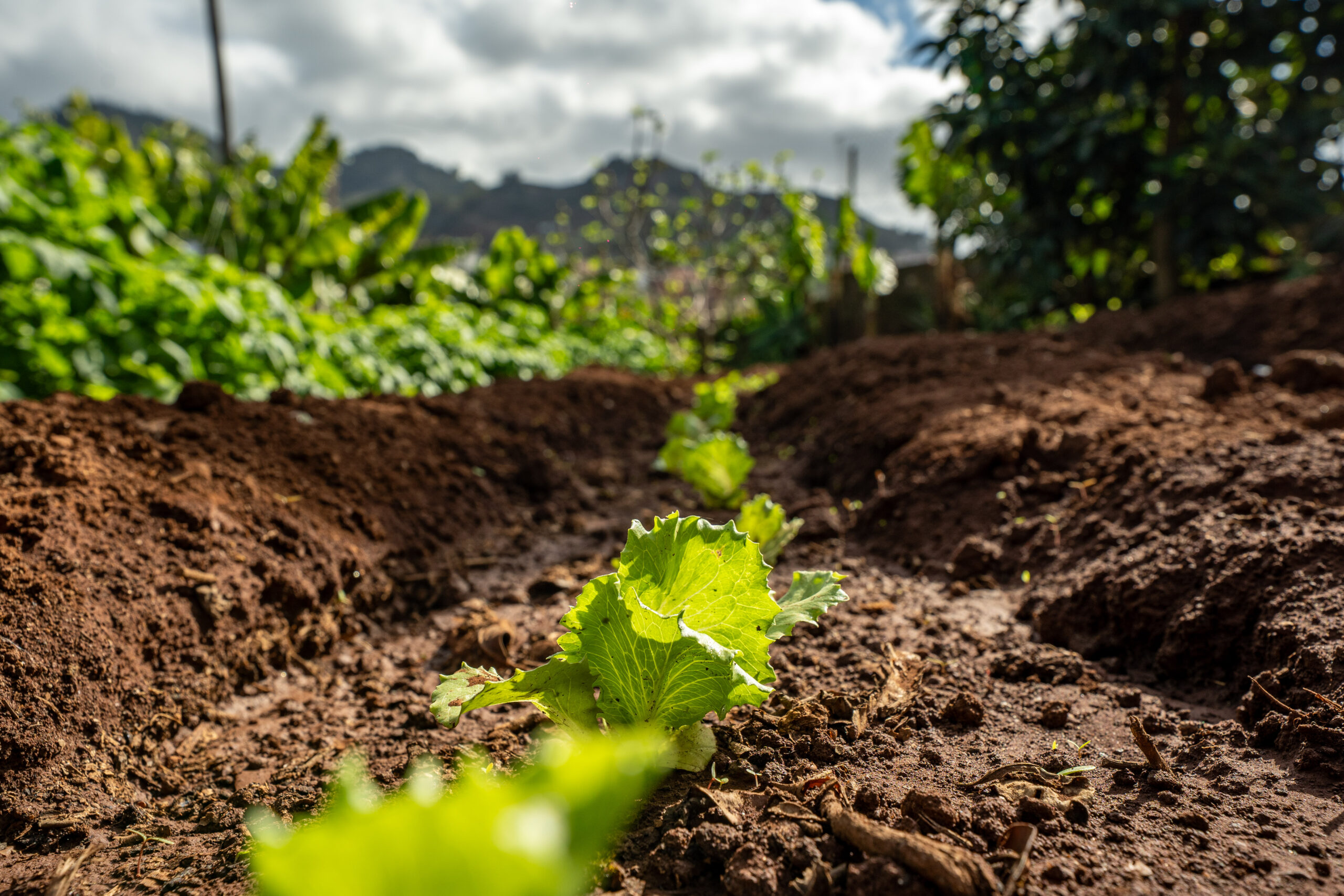 Jardines Casas Loli (25)
