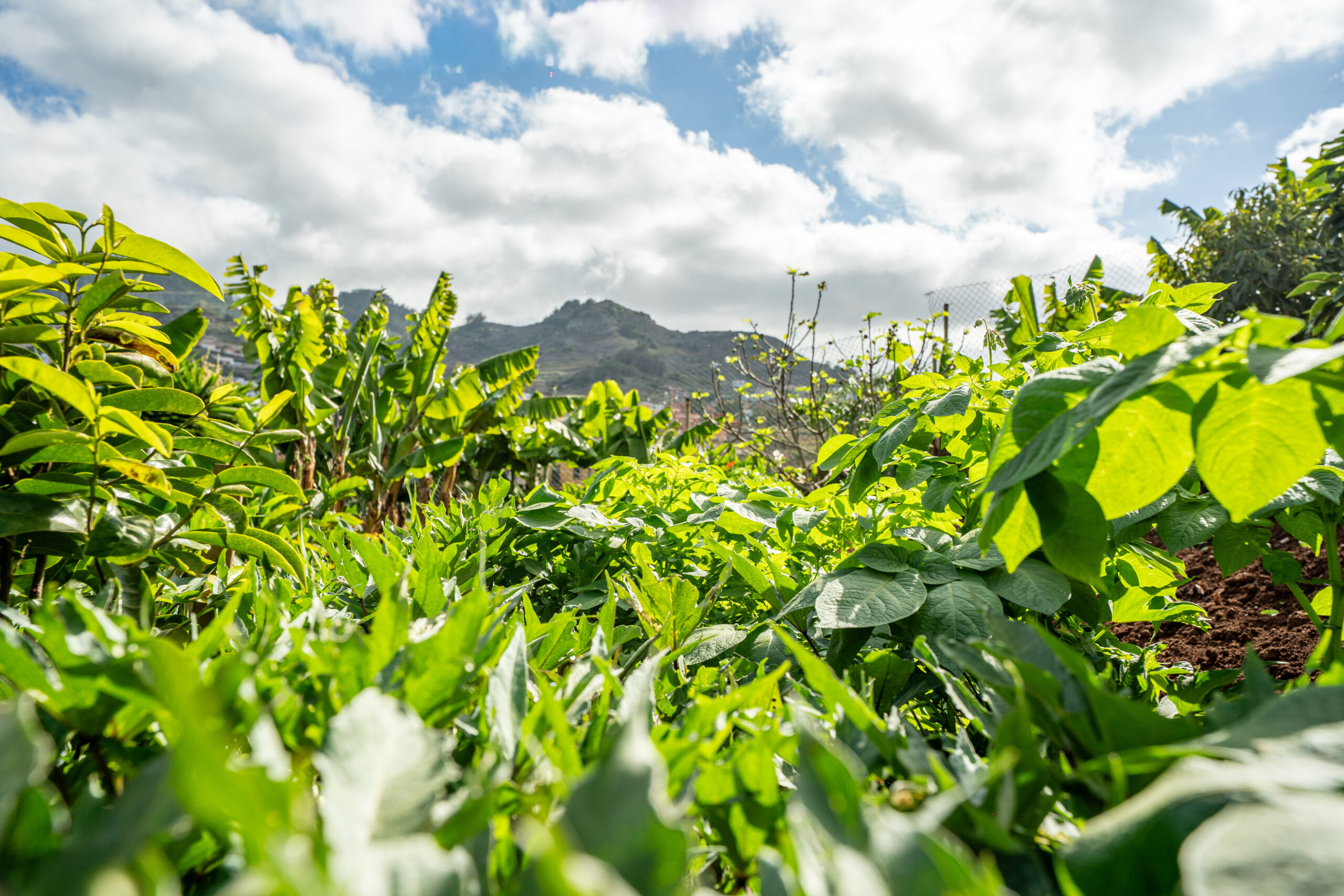 Jardines Casas Loli (26)